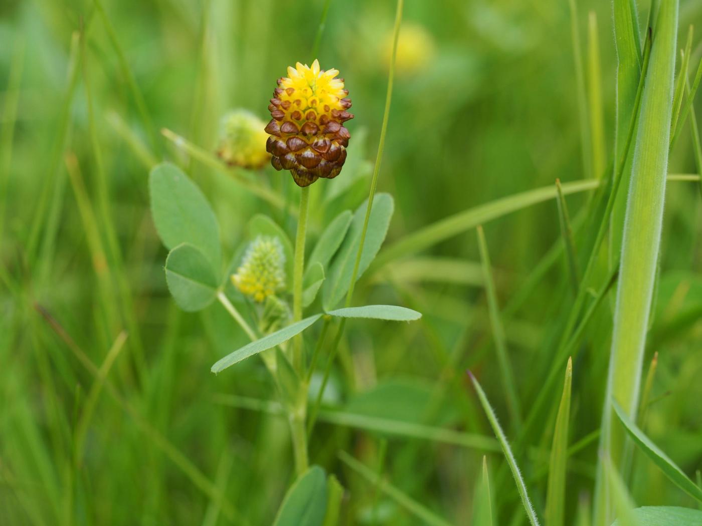 Clover, Brown Moor plant